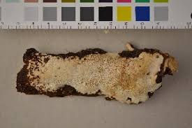 Attēlu rezultāti vaicājumam “Perenniporia medulla-panis”