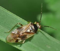Attēlu rezultāti vaicājumam “Orthops basalis”