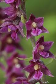 Attēlu rezultāti vaicājumam “Epipactis atrorubens”