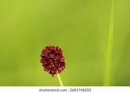 Attēlu rezultāti vaicājumam “Sanguisorba officinalis bud”