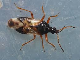 Attēlu rezultāti vaicājumam “Anthocoris nemorum”