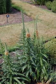 Image result for Digitalis ferruginea