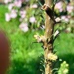 Attēlu rezultāti vaicājumam “Abies mariesii”