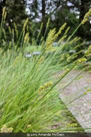 Attēlu rezultāti vaicājumam “Carex digitata fruit”