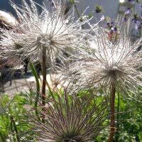 Attēlu rezultāti vaicājumam “Pulsatilla vulgaris”