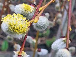 Attēlu rezultāti vaicājumam “Salix caprea male flower”
