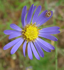 Image result for Aster