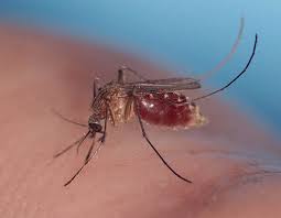 Attēlu rezultāti vaicājumam “Culex pipiens female”