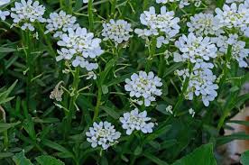 Image result for Iberis amara