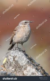 Image result for Anthus spinoletta