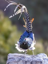 Image result for Chrysolophus amherstiae