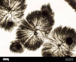 Attēlu rezultāti vaicājumam “Batrachospermum moniliforme”