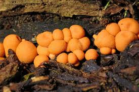 Attēlu rezultāti vaicājumam “Lycogala miserum macro”