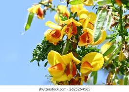 Attēlu rezultāti vaicājumam “Cytisus scoparius flower”