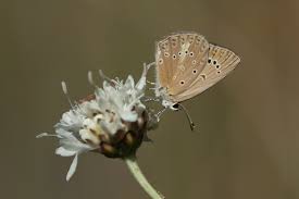Attēlu rezultāti vaicājumam “Agrodiaetus amandus”