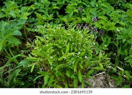 Attēlu rezultāti vaicājumam “Myosotis sparsiflora leaf”
