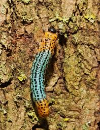 Attēlu rezultāti vaicājumam “Nematus salicis larva”