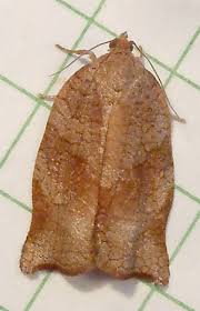 Attēlu rezultāti vaicājumam “Archips podana”