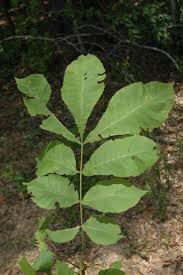 Attēlu rezultāti vaicājumam “Carya cordiformis”