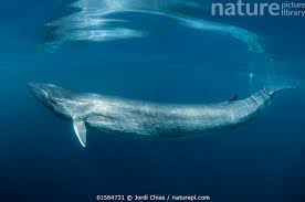 Image result for Balaenoptera physalus