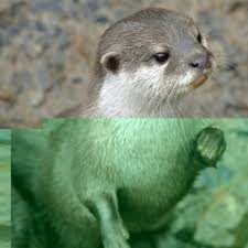 Image result for Eltham Otters