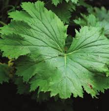 Attēlu rezultāti vaicājumam “Ligularia sibirica leaf”