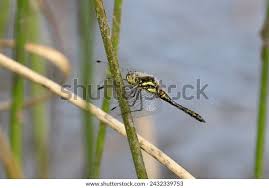 Attēlu rezultāti vaicājumam “Sympetrum danae”