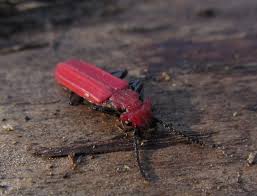 Attēlu rezultāti vaicājumam “Cucujus cinnaberinus larva”