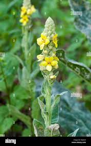Attēlu rezultāti vaicājumam “Verbascum thapsus flower”