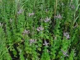 Attēlu rezultāti vaicājumam “Mentha x verticillata”