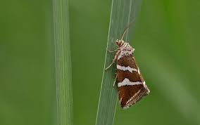 Attēlu rezultāti vaicājumam “Deltote bankiana”