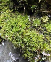 Attēlu rezultāti vaicājumam “Bryoerythrophyllum recurvirostrum”