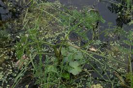 Attēlu rezultāti vaicājumam “Oenanthe aquatica leaf”