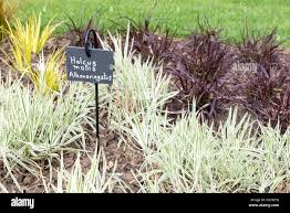 Attēlu rezultāti vaicājumam “Holcus mollis”