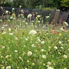 Attēlu rezultāti vaicājumam “Scabiosa ochroleuca”