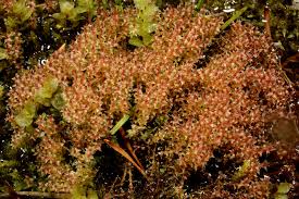 Attēlu rezultāti vaicājumam “Bryum weigelii”