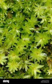 Attēlu rezultāti vaicājumam “Mnium hornum”