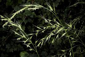 Attēlu rezultāti vaicājumam “Bromopsis benekenii”