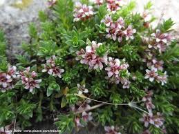 Attēlu rezultāti vaicājumam “Glaux maritima flower”