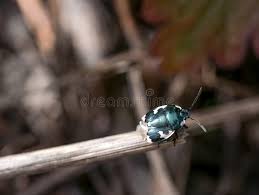 Attēlu rezultāti vaicājumam “Tritomegas bicolor”