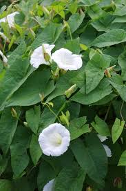 Attēlu rezultāti vaicājumam “Calystegia sepium fruit”