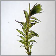 Attēlu rezultāti vaicājumam “Plagiothecium nemorale”