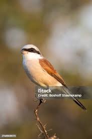 Attēlu rezultāti vaicājumam “Lanius collurio male”