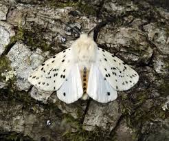 Attēlu rezultāti vaicājumam “Spilosoma lubricipeda”