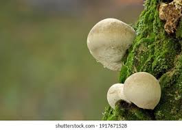 Attēlu rezultāti vaicājumam “Piptoporus betulinus”