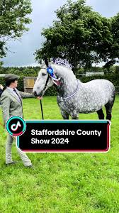 Image result for Staffordshire Stallions