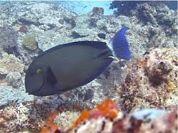 Image result for Acanthurus blochii