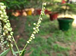 Attēlu rezultāti vaicājumam “Melilotus albus fruit”