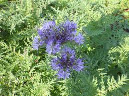 Attēlu rezultāti vaicājumam “Phacelia tanacetifolia leaf”