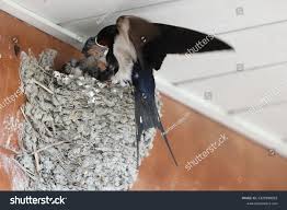 Attēlu rezultāti vaicājumam “Hirundo rustica nest”